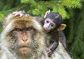 Male Barbary macaque and young France