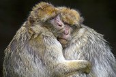 Barbary macaque couple France