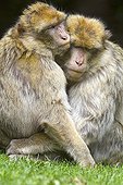 Barbary macaque couple sitting on grass France