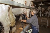 Milking of cows in an organic farm Jura France 