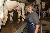 Milking of cows in an organic farm Jura France 
