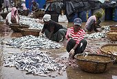 Sorting the Fish Market Negombo Sri Lanka 