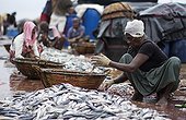 Sorting the Fish Market Negombo Sri Lanka 