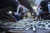 Sorting the Fish Market Weligama Sri Lanka 