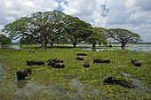 Water Buffaloes in a field flooded PN Yala Sri Lanka