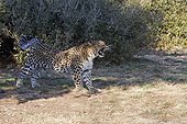 Persian leopard streching Zoo de la Barben France