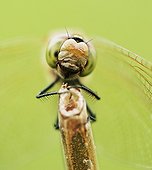 Portrait of a Dragonfly on stem Hansan South Korea