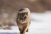 Leopard cat walking in the snow DMZ South Korea