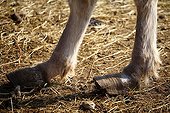 Donkey untrimmed hooves France