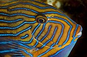 Portrait of Lined Surgeonfish Tahiti Polynesia