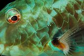 Eye of Parrotfish Gran Cayman Caribbean 