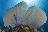 Purple Gorgon on Grand Cayman Caribbean reef