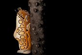 Flamingo tongue snail on Sea Fan Grand Cayman Caribbean