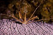 Arrow Crab on Sea Fan Grand Cayman Caribbean