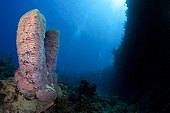 Azure Vase Sponge Grand Cayman Caribbean