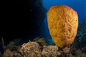 Barrel Sponge on reef Grand Cayman Caribbean