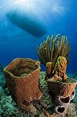 Barrel Sponge on reef Grand Cayman Caribbean
