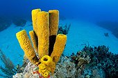 Yellow tube sponge on the reef in Grand Cayman Caribbean 