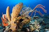 Brown Tube Sponge on the reef in Grand Cayman Caribbean 