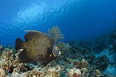 French Angelfish above reef Caribbean Grand Cayman