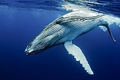 Young Humpback Whale subsurface Rurutu Polynesia