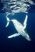 Young Humpback Whale subsurface Rurutu Polynesia
