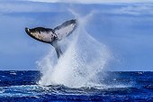Humpback whale male tail slapingTahiti Polynesia ;  