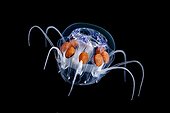 Jellyfish at night Tahiti French Polynesia ; Size: 2 cm