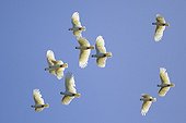 Corella cockatoos in flight South Australia 