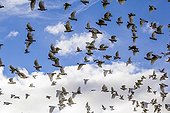 Corella cockatoos in flight South Australia 