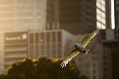 Sulphur-crested Cockatoo in flight in town Sydney Australie