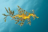 Dragon de mer feuillu nageant Australie méridionale
