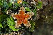 Starfish cookie on reef South Australia