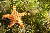 Australian Biscuit Star on seagrass South Australia 