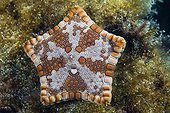 Souithern Biscuit Star on reef South Australia 