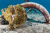 Commerson's frogfish and tag Tahiti Polynesia 