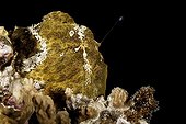 Commerson's frogfish fishing with his illicium on reef