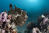 Commerson's frogfish fishing on reef Tahiti French Polynesia