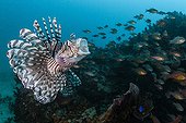 Red Lionfish open mouth  Tahiti French Polynesia