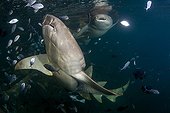 Tawny nurse shark and blue trevally juveniles Moorea 