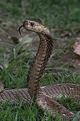 Cape Cobra  standing in the grass  South Africa 