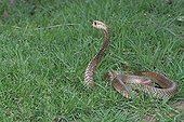 Cape Cobra  standing in the grass  South Africa 