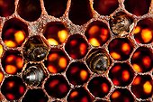Old comb and dead bees in a hive of France  ; hive-like "Warré" 