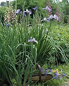 Siberian iris in bloom in a garden