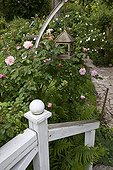 Rose-tree 'Clair Matin' in bloom in a garden