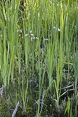 Cattail and knapweeds in bloom in a garden