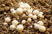 Button Mushrooms growing in a mushroom farm, France