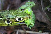 Green lizard and prey Marais d'Orx France