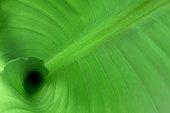 Banana leaf and spiral ribs