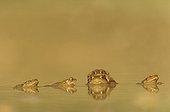 Common toad mating in water Lorraine France 